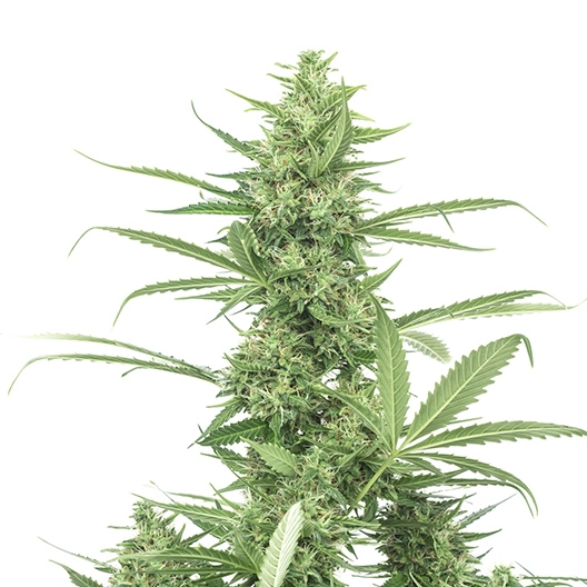 Blue Kiss cannabis seeds