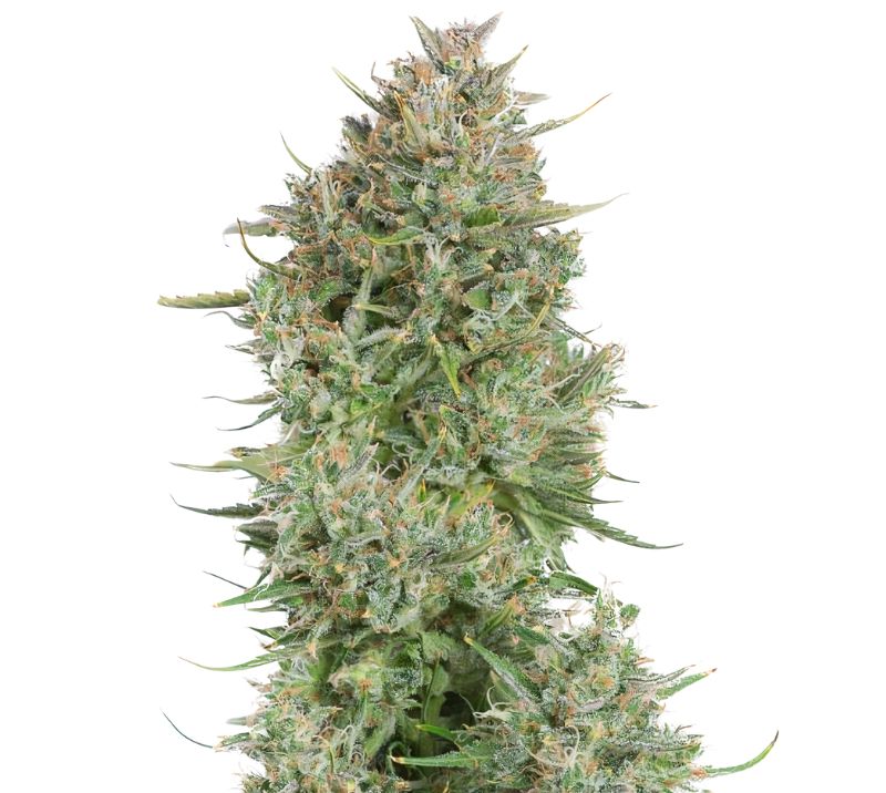 Blue Kush cannabis seeds
