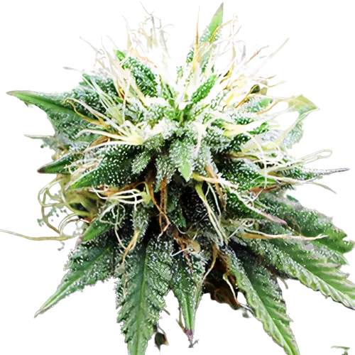 Blue Lights cannabis seeds