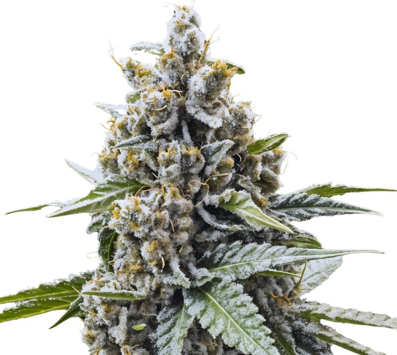 Blue Magoo cannabis seeds