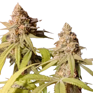 Blue Mango cannabis seeds