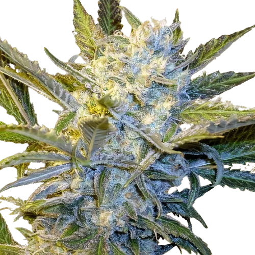 Blue Mystic cannabis seeds