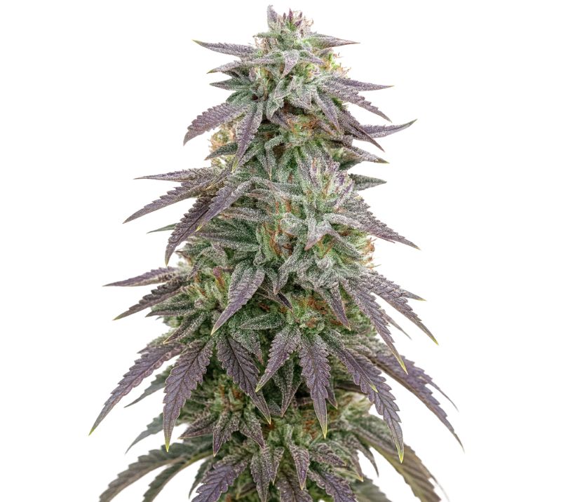 Blue Ox cannabis seeds