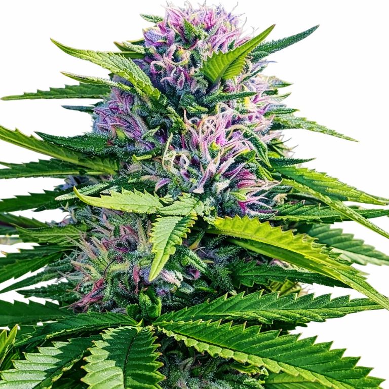 Blue Power cannabis seeds