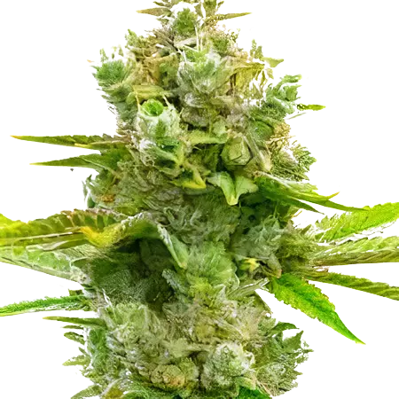 Blue Princess cannabis seeds