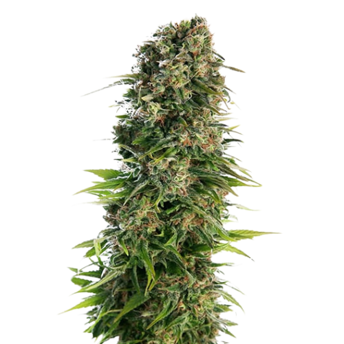 Blue Zkittlez cannabis seeds