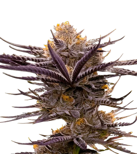 Blueberry Badazz OG cannabis seeds