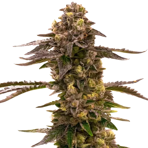 Blueberry Gusto cannabis seeds