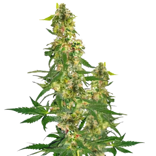 Blueberry Haze cannabis seeds