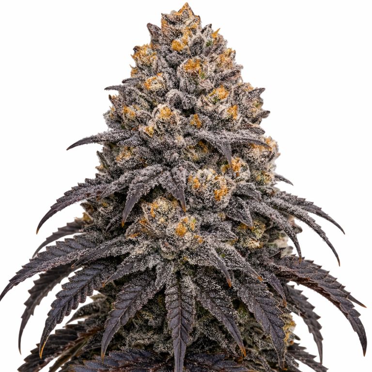 Blueberry Kush cannabis seeds