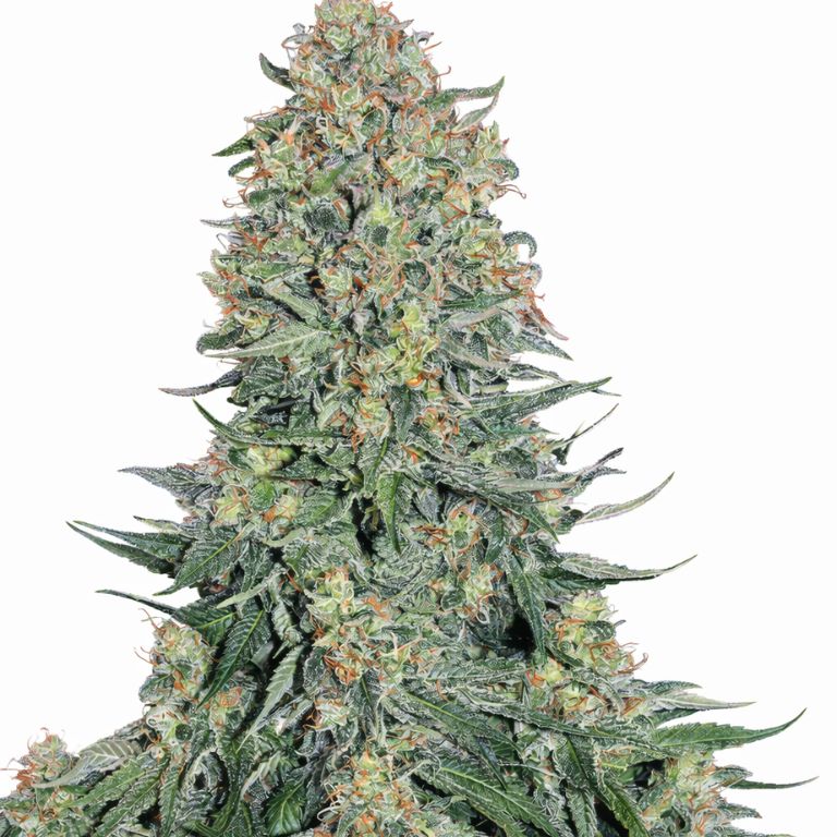 Blueberry Skunk cannabis seeds