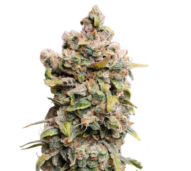 Blueberry Space Cake cannabis seeds
