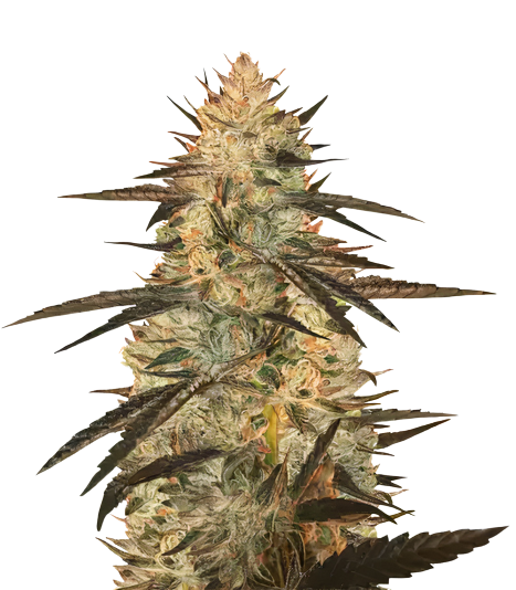 Blueberry Yum Yum cannabis seeds