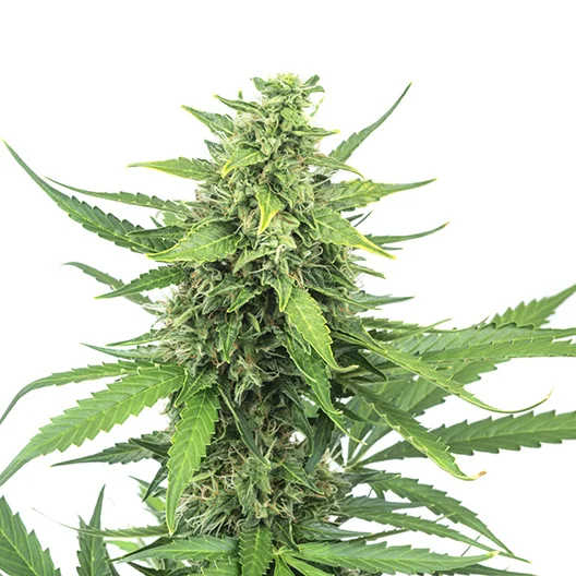 Bogart cannabis seeds