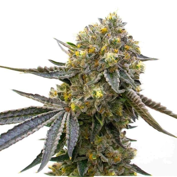 Bruce Almighty cannabis seeds