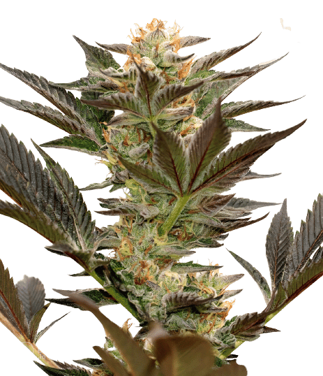 Bruce Banner #3 cannabis seeds packaging, Royal King Seeds USA