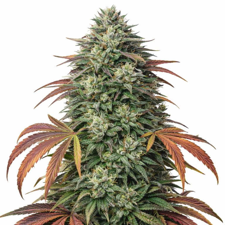 Bubba Kush cannabis seeds