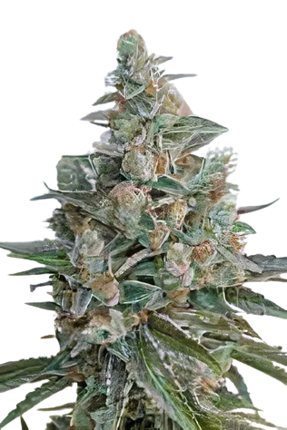 Bubba OG cannabis seeds
