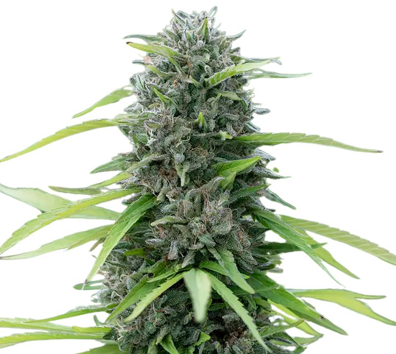 Bubble Cheese cannabis seeds