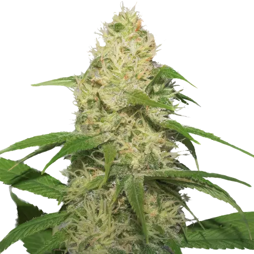Bubbleberry cannabis seeds