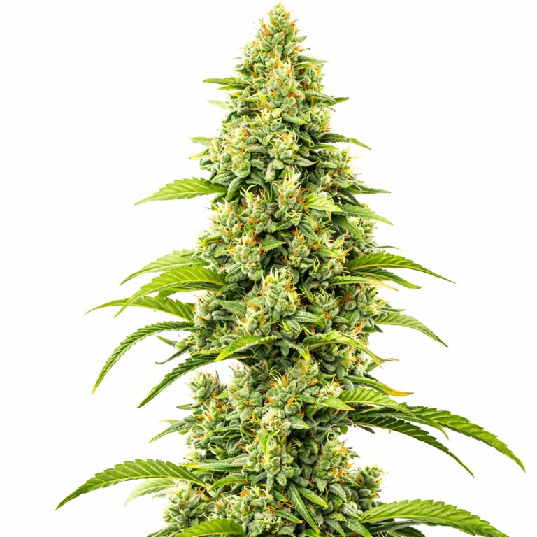 Bubblegum Haze cannabis seeds