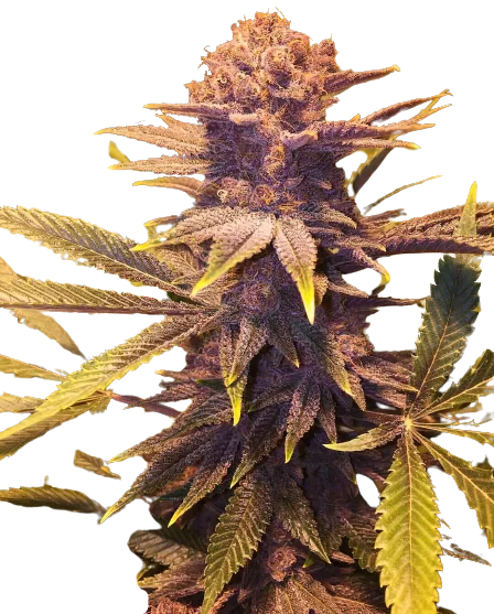 Buckeye Purple cannabis seeds