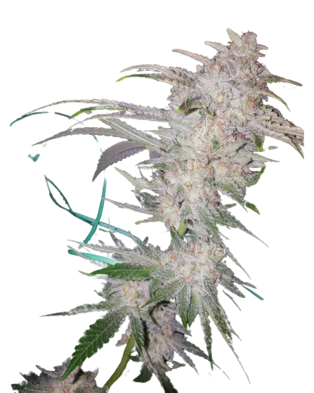 Buddha Tahoe cannabis seeds