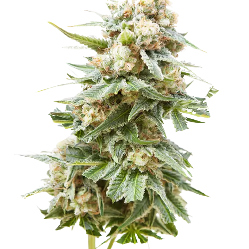 Burkle cannabis seeds