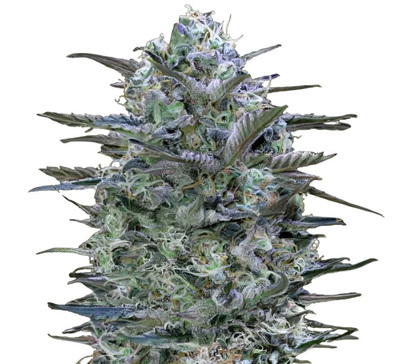 Burmese Kush cannabis seeds