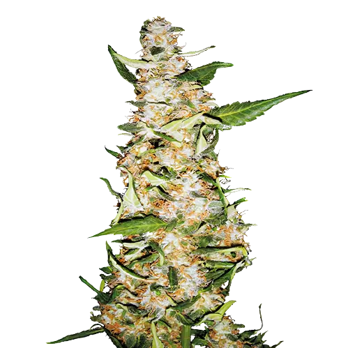 Butter OG cannabis seeds