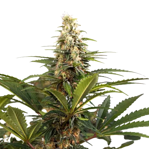 C4 cannabis seeds
