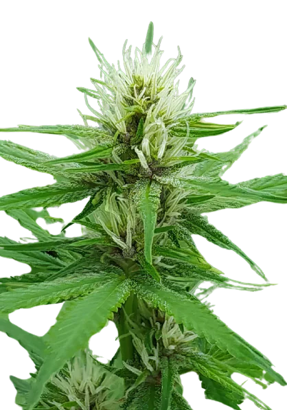 Cactus cannabis seeds