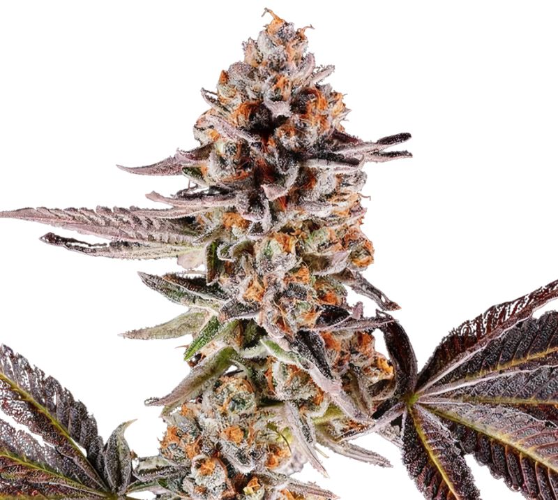 Cake Bomb cannabis seeds