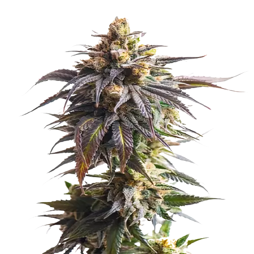 California Grapefruit cannabis seeds