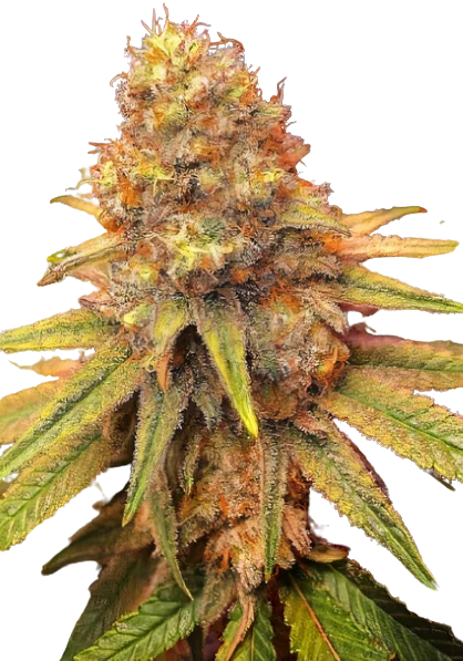 California Orange cannabis seeds
