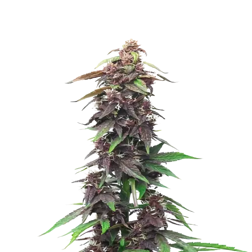 Candy Cane cannabis seeds