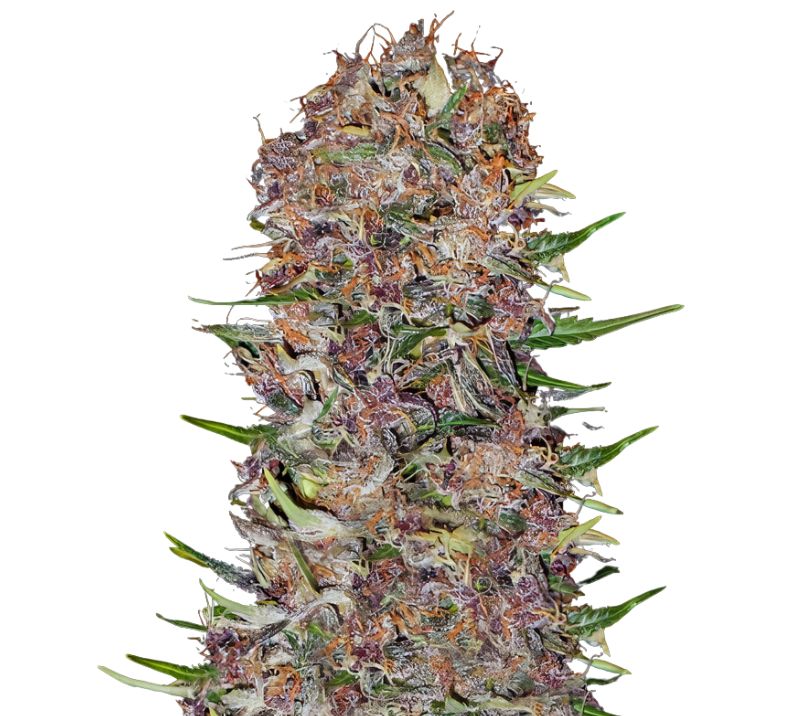 Candy Cream cannabis seeds
