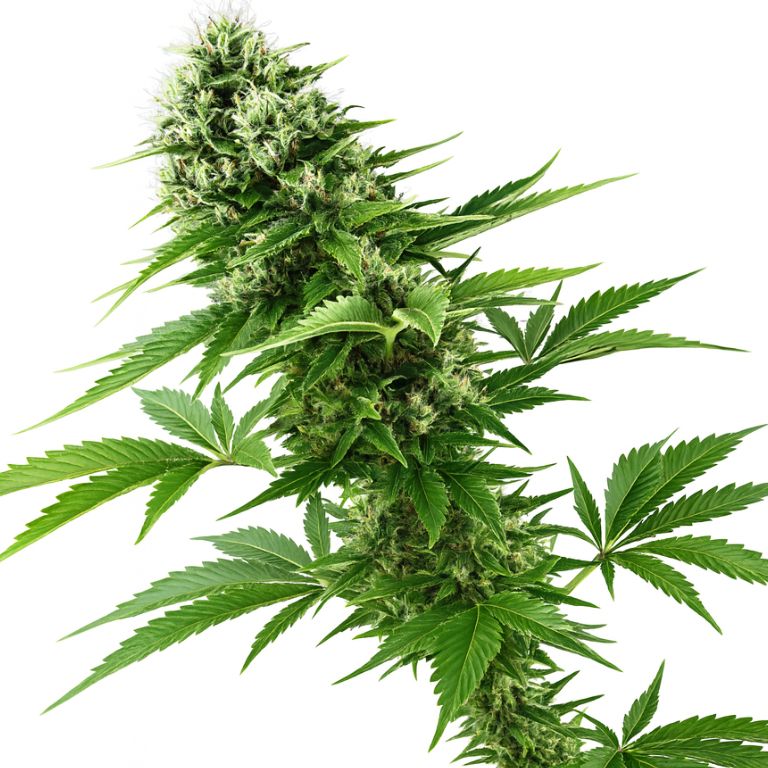 Candy Jack cannabis seeds
