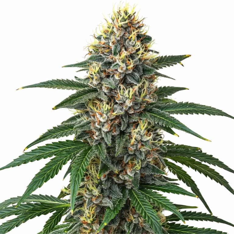 Candy Kush cannabis seeds