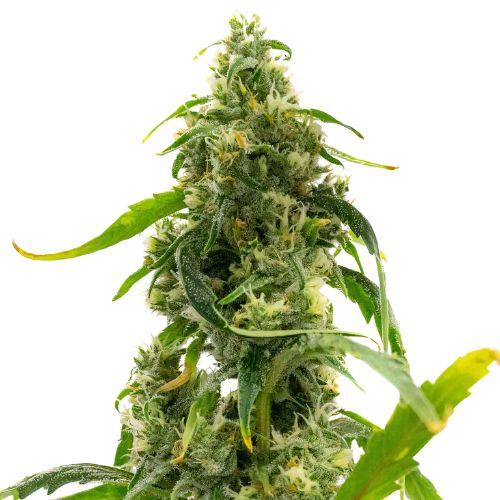 Candyland Peyote cannabis seeds
