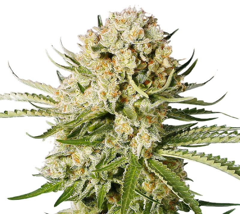 Cannalope Haze cannabis seeds