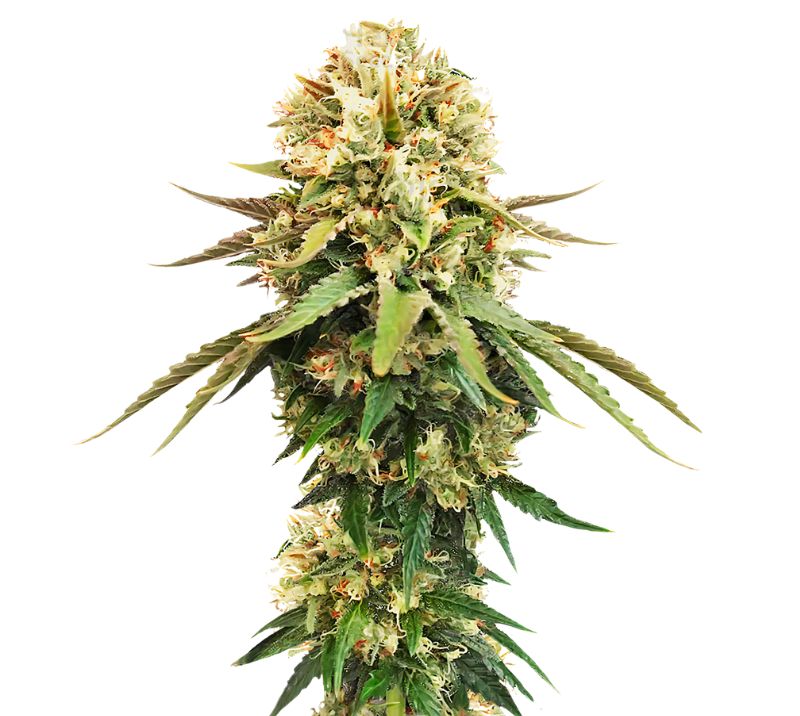 Cannalope Kush cannabis seeds