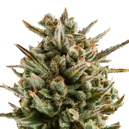Capers cannabis seeds