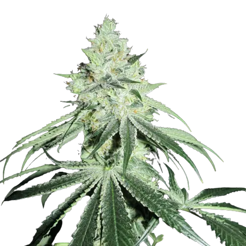 Casper OG cannabis seeds