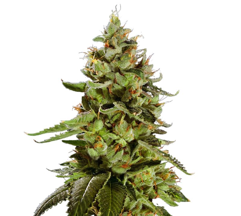 Cat Piss cannabis seeds