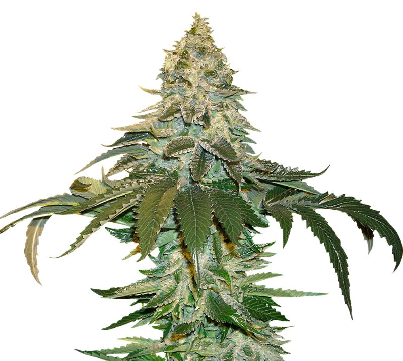 Cataract Kush cannabis seeds