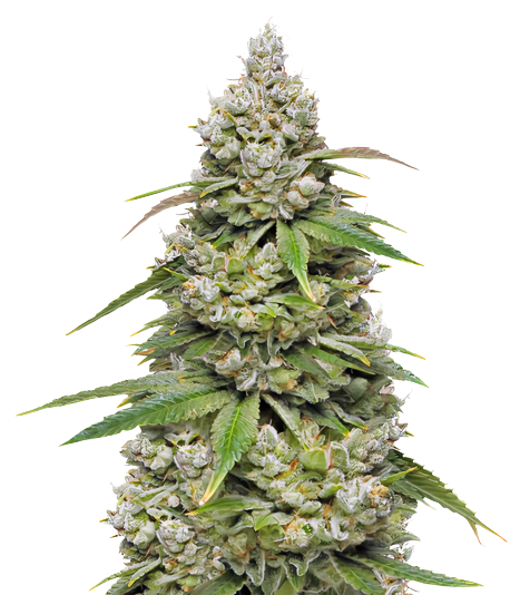 CBD 3D cannabis seeds