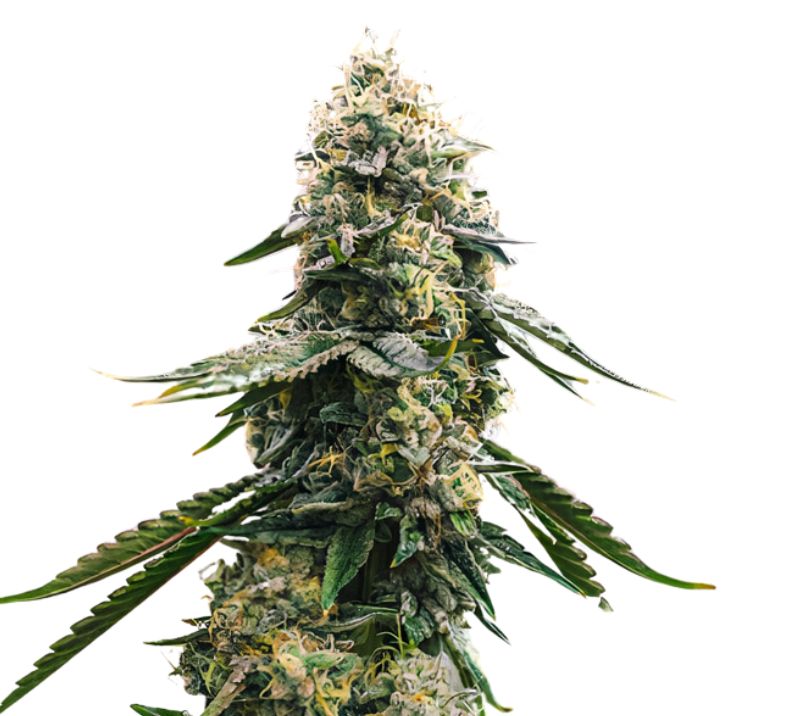 CBD Blue Shark cannabis seeds