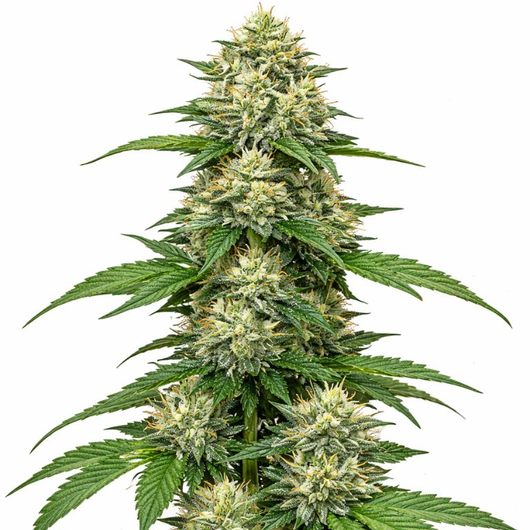 CBD Blueberry cannabis seeds
