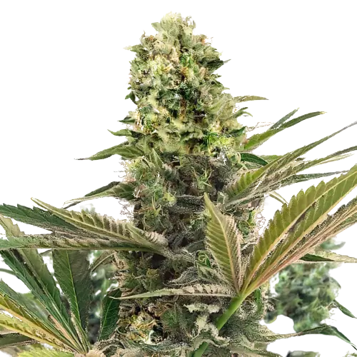 CBD Caramel cannabis seeds